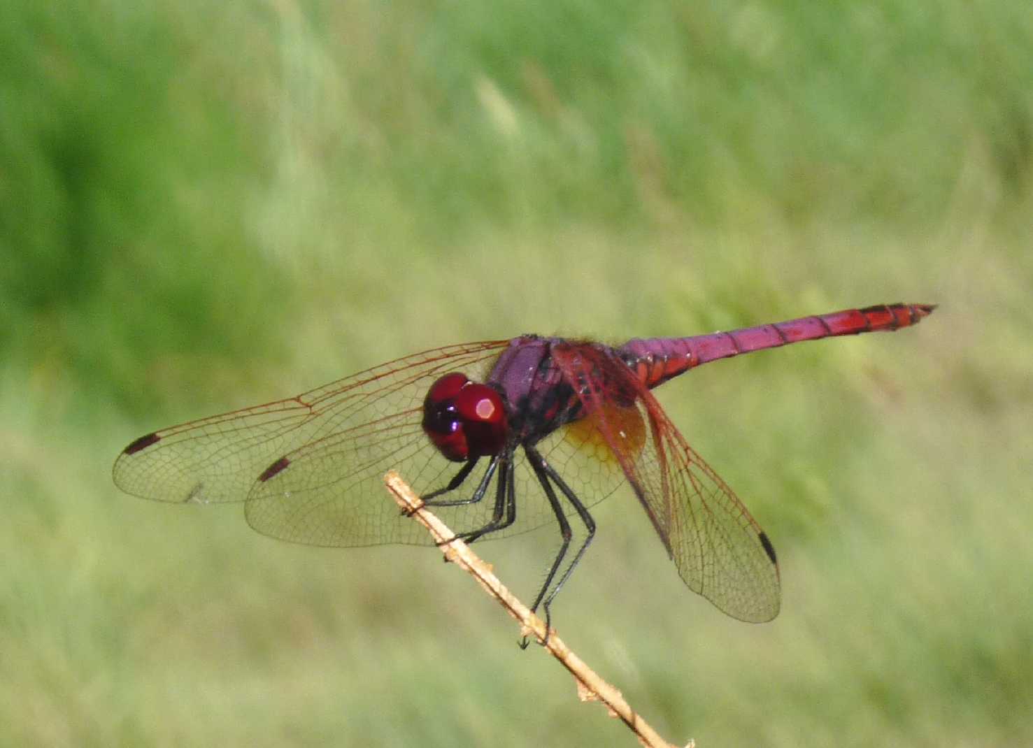 Trithemis annulata